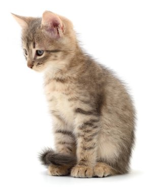 Cute gray tabby kitten sitting on white background. Adorable young cat with fluffy fur and striped pattern, isolated studio portrait of domestic pet