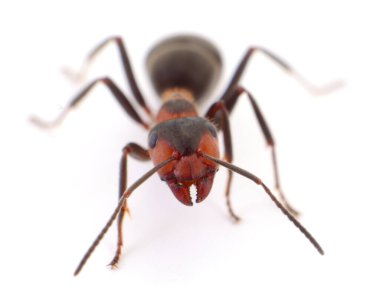Macro shot of a red wood ant isolated on white background. Detailed view of the insects head, mandibles, and antennae showing its characteristic coloration
