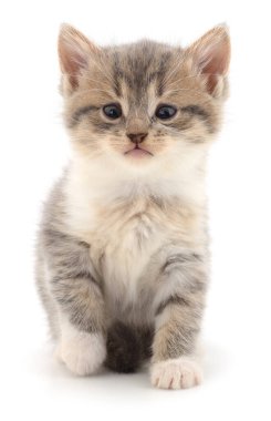 Sevimli tekir kedicik oturuyor ve beyaz arka planda izole edilmiş kameraya bakıyor.