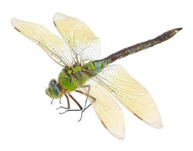 Beyaz arka planda izole edilmiş şeffaf kanatlara sahip yeşil bir yusufçuğun yakın çekimi, vücut dokusunu ve yapısını gösteren böceğin detaylı makrosu