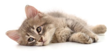 Beyaz arka planda uzanmış sevimli pofuduk kedi yavrusu. Yumuşak kürk, nazik ifade ve tatlı küçük bir kedinin rahat duruşu, evcil hayvan ve şefkat kavramı.