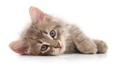 Beyaz arka planda uzanmış sevimli gri kedi yavrusu, yumuşak kürklü ve nazik bir ifadeyle kameraya bakıyor, sevimli ev kedisi portresi.