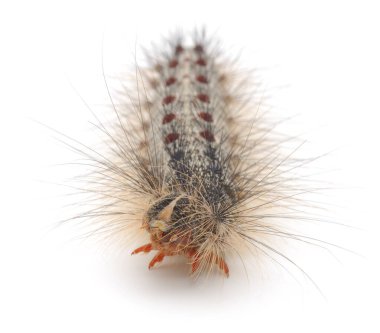 Beyaz arka planda sürünen uzun tüylü ve kırmızı noktalı kıllı tırtılın yakın görüntüsü..