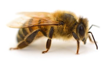Beyaz arkaplanda izole edilmiş bal arısının makro görüntüsünü kapat, böcek vücudu ve kanatları detaylı görüntüsü, tozlaştırıcı konsepti