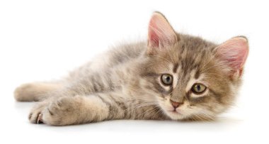 Beyaz arka planda yatan sevimli gri kedi yavrusu yalnız, pofuduk, genç evcil kedi dinleniyor, sevimli hayvan konsepti.