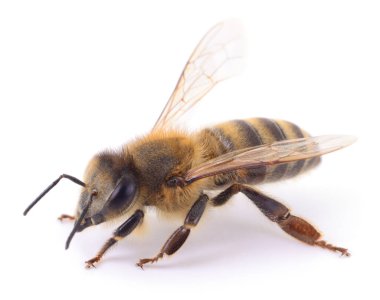 Bal arısı beyaz arka planda izole edilmiş. Kanatları, bacakları ve vücut dokusunu gösteren canlı bir arıya yakın çekim, arıcılık, tozlaşma, doğa veya çevresel kavramlar için mükemmel.