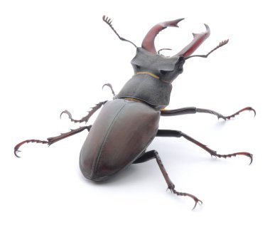 Erkek geyik böceği beyaz arka planda izole edilmiş. Güçlü çene yapısı ve detaylı dokusuna sahip kahverengi böceklere yakın çekim, böcek bilimi, vahşi yaşam veya eğitim tasarımı kavramları için mükemmel.