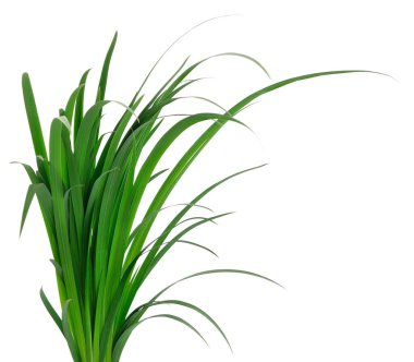 Beyaz arka planda taze yeşil çimen yaprakları. Uzun, dar bıçaklı doğal bitki yaprakları, eko, organik ya da botanik tasarım kavramları için minimum bileşim