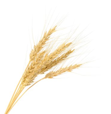 Beyaz arka planda izole altın buğday kulakları, olgun tahıl mahsulü sembolü hasat, tarım ve organik gıda konsepti