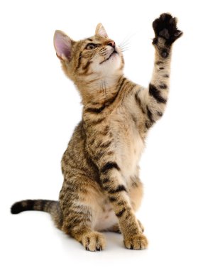 Beyaz arka planda neşeli tekir kedi yavrusu yetiştirme pençesi izole edilmiş. Evcil hayvan bakımı, ev hayvanı ve hayvan kavramları için mükemmel, tuhaf bir ifadeyle yukarı bakan sevimli, genç bir kedi.