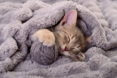 Yumuşak gri battaniyenin altında elinde yumak tutan sevimli uyuyan kedi yavrusu. Şirin tüylü kedi rahat rahat rahat rahat rahat rahat rahat rahat rahat dinleniyor.