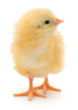 Kabarık sarı civciv dik duruyor, beyaz arka planda izole edilmiş. Tarım ve Paskalya tasarımlarında kullanılan yeni doğmuş şirin bir tavuğun yakın plan görüntüsü.