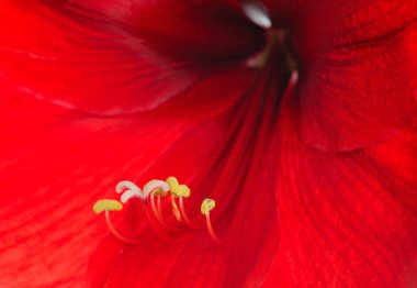 Parlak polen ve zengin doku, botanik, doğa ve dekoratif temalar için mükemmel, canlı taç yaprakları ve ayrıntılı erkek organları olan kırmızı çiçeğin makro yakın çekimi