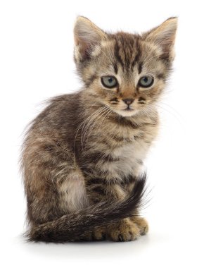 Beyaz bir arka planda yalnız oturan sevimli tekir kedi yavrusu tüylü kürkünü ve anlamlı gözlerini gösteriyor. Evcil hayvan, şirinlik, hayvanlar ve veteriner bakımı için mükemmel bir tema.