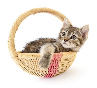 sepeti de izole kedi