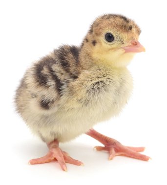 Beyaz arka planda duran sevimli tüylü hindi lapası, çiftlik, kümes hayvanları, eğitim ve hayvan temalı tasarım projelerinde kullanılmak üzere izole edilmiş.