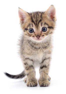 Sevimli tekir kedicik, beyaz bir arka planda tek başına ayakta ve ileriye bakıyor. Hayvan temalı tasarımlar ve kedi içeriği için uygun yüksek detaylı hayvan portresi