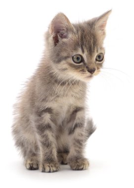 Sevimli gri kedi yavrusu, beyaz bir arka planda izole bir şekilde oturuyor ve aşağı bakıyor. Hayvan temalı tasarımlar ve kedi içeriği için uygun yüksek detaylı hayvan portresi