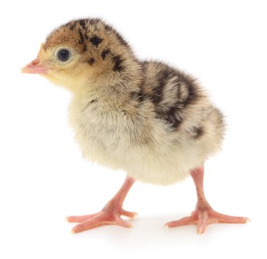 Tüylü tüyleri, hassas bacakları ve doğal renkleri gösteren, temiz beyaz bir arka planda duran genç bir hindi lapası; çiftçilik, kümes hayvanları, eğitim ve veterinerlik temaları için mükemmel