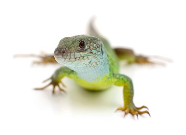 Yeşil kertenkele temiz beyaz bir arkaplanda izole edilmiş, vahşi yaşam, biyoloji ve eğitim temaları için uygun küçük bir sürüngenin detaylı yakın çekimi