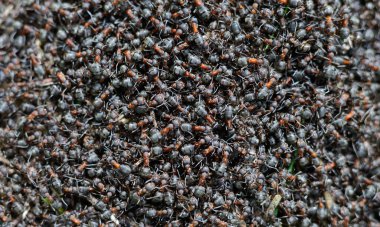 Yukarıdan bakıldığında geniş bir orman karınca kümesi, vahşi yaşam, biyoloji ve çevresel temalar için uygun dinamik doğal manzara