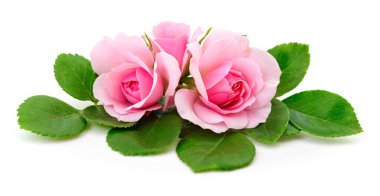 Zarif pembe güller, temiz beyaz bir arkaplan üzerinde taze izole edilmiş bir buket olarak dizayn edilmek üzere, romantik ve botanik temalar için uygun yumuşak çiçek kompozisyonu.