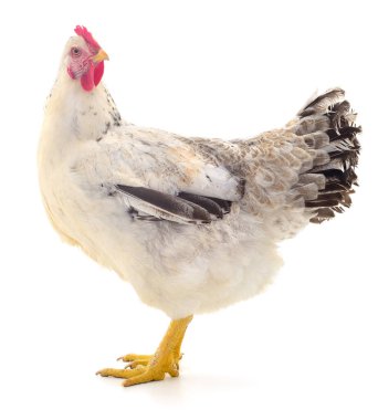 Yetişkin tavuk temiz beyaz bir arka planda tek başına duruyor. Ayrıntılı stüdyo çekiminde yerli çiftlik kuşu