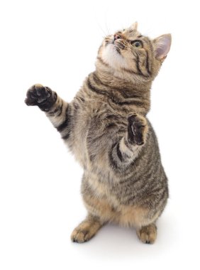 Arka ayakları üzerinde dik duran neşeli tekir kedi, temiz beyaz bir arka planda izole edilmiş, meraklı ve anlamlı bir hayvan davranışı var..