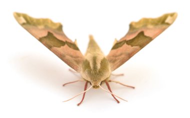 Oleander Hawk güvesi beyaz arka planda izole edilmiş, ayrıntılı kanatları ve antenleri olan