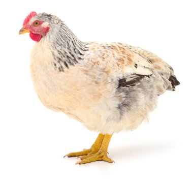 Açık renkli tavuk beyaz arka planda izole edilmiş, tarım ve kümes hayvanları için yerli bir çiftlik kuşunun yakın plan portresi