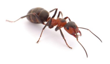 Tek bir büyük kırmızı ve kara orman karıncaları (orman karıncaları, Formica rufa) beyaz arka planda izole edilmiş, yakın planda görülür. Takım çalışması, böcek haşereleri ve yaz yaban hayatı kavramlarını temsil eder..