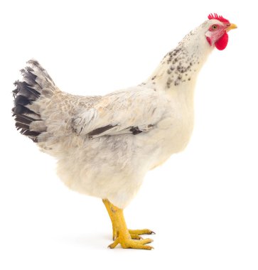 Beyaz arka planda tek başına duran gri benekli beyaz bir tavuğun tüm vücut profili. Kümes hayvanları, yumurta üretimi ve çiftlik hayvanlarını temsil ediyor..