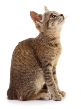 Küçük, şirin, gri bir tekir kedinin portresi. Çizgili, dik oturuyor ve dikkatlice yukarı bakıyor. Saf beyaz bir arka planda izole edilmiş..