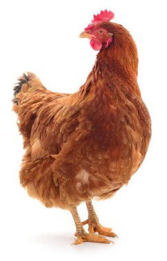 Sağlıklı kahverengi bir tavuğun (Gallus gallus domesticus) dikey portresi kırmızı bir tarak ve gıdıkla, saf beyaz bir arka planda izole edilmiş, ayakta duruyor ve bakıyor..