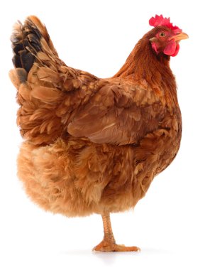 Kahverengi bir tavuğun dikey portresi ya da büyük kırmızı bir tarak ve gerdanlık, ayakta duruyor ve sağa bakıyor, saf beyaz bir arka planda izole edilmiş..