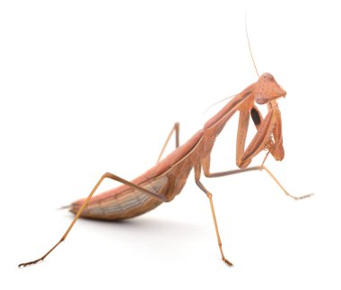 İri kahverengi peygamber devesinin (Mantid dininin), saf beyaz bir arka planda izole edilmiş ve ileriye ve ileriye bakan profil çekimi..