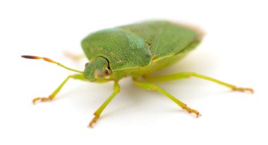 Beyaz stüdyo arka planında sürünen bir yeşil kalkan böceğinin (Palomena prasina) makro kenar görüntüsü.