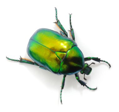 Büyük yeşil metalik gül chafer (Cetonia aurata) böceği saf beyaz arka planda izole edilmiştir. Parlak yanardöner böceğin üst görüntüsü.