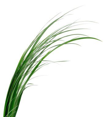 Taze yeşil çimenler havada sallanıyordu. Beyaz arka planda doğal bitkisel elementler izole edilmiş. Bahar ve yaz yeşillik kavramı.