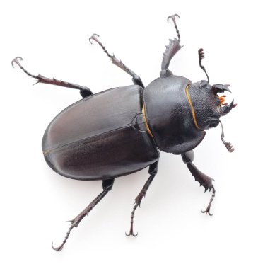 Beyaz arka planda büyük bir dişi geyik böceğinin üst görüntüsü. Koyu kahverengi orman böceğinin detaylı makro fotoğrafı. Doğa ve böcek bilimi kavramı beyaza izole edilmiştir..