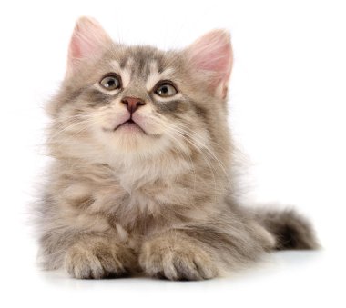 Beyaz arka planda uzanmış yukarı bakan tüylü, güzel bir kedi yavrusunun portresi. Beyaz tenli, uzun saçlı sevimli bir evcil kedi. Hayvan ve hayvan bakımı konsepti.