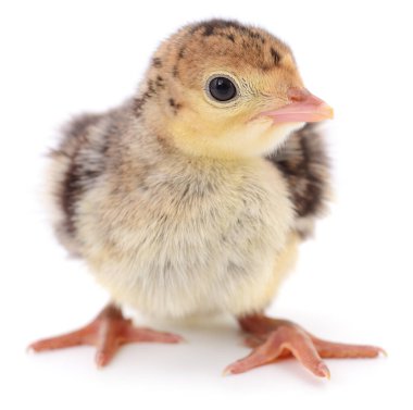 Beyaz arka planda duran küçük bir hindi yavrusunun portresi. Yeni doğmuş sevimli kümes hayvanı kameraya bakıyor. Çiftlik hayvanı ve çiftlik hayvanı kavramı beyaza izole edilmiş..