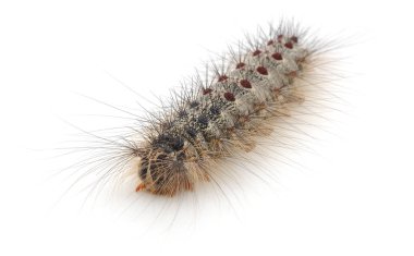 Uzun saçlı ve kırmızı lekeli tüylü bir çingene güve tırtılına yaklaş. Detaylı böcek larvası beyaz arka planda izole edilmiş. Doğa, böcek bilimi ve bahçe haşere konsepti.