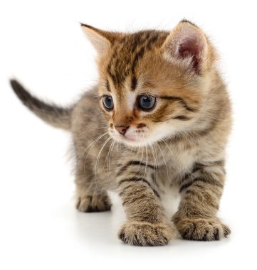 Beyaz arka planda yürüyen sevimli küçük tekir kedi yavrusu ve yana bakıyor. Beyaz üzerine izole edilmiş sevimli bir yavru kedinin portresi. Hayvan ve hayvan bakımı konsepti.