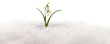 Kış karında çiçek açan hassas bir galanthus 'un otantik fotoğrafçılığı. Beyaz arka planda izole edilmiş taze bir bahar çiçeğinin gerçek kamera görüntüsü. Flora 'nın yeniden doğuşunun doğal görüntüsü..