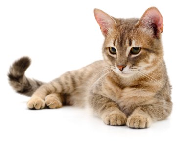 Evcil bir kedinin otantik fotoğrafı. Beyaz arka planda izole bir şekilde uzanmış çizgili bir tekir kedinin gerçek kamera görüntüsü. Evcil hayvanın doğal görüntüsü. Yüksek kaliteli fotoğrafçılık.