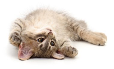 Küçük pofuduk bir kedi yavrusunun otantik fotoğrafı. Gri tekir bir kedinin beyaz arka planda baş aşağı yatıp oynarken gerçek kamera görüntüsü. Evcil bir hayvanın doğal görüntüsü. Yüksek kaliteli fotoğrafçılık.