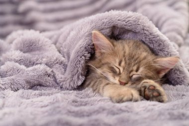 Barışçıl bir yavru kedinin otantik fotoğrafı. Küçük bir tekir kedinin kabarık gri bir battaniyenin altında mışıl mışıl uyurken gerçek kamera görüntüsü. Evcil bir hayvanın doğal görüntüsü. Yüksek kaliteli fotoğrafçılık.