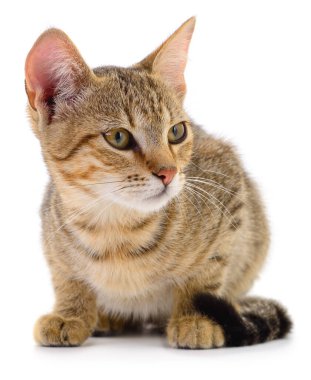 Yetişkin bir tekir kedinin otantik fotoğrafı. Bu gerçek kamera görüntüsü, beyaz arka planda izole edilmiş, doğal kürk dokusunu ve etkileyici yeşil gözlerini vurgulayan yerel bir stetair kedisini gösteriyor..