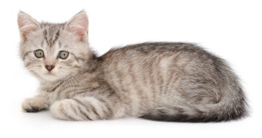 Şirin gri tekir bir kedinin otantik fotoğrafı. Bu gerçek kamera görüntüsü beyaz arka planda doğal yumuşak kürk dokuları ve anlamlı gözleri olan tüylü bir yavru kediyi gösteriyor..